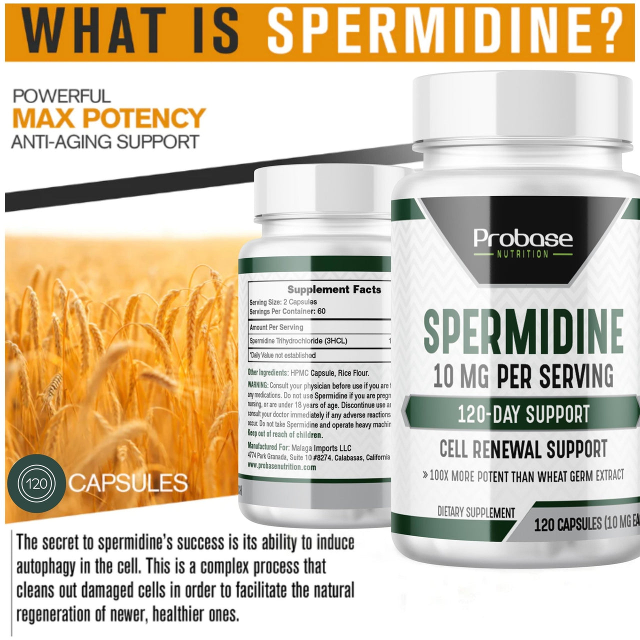 Probase Spermidine Supplement (10mg of 99% Spermidine 3HCL - Third Party Tested) 120 Capsules - Over 100x More Potent Than Wheat Germ Extract for Cell Membrane, Telomere Health and Aging - Probase Nutrition